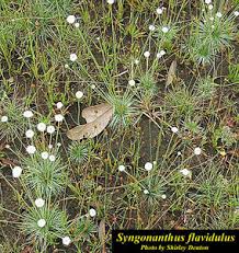 Image result for Syngonanthus