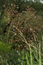 Image result for Panicum adenophorum