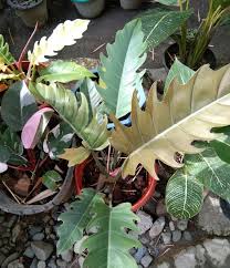 Choco Empress Philodendron Plants Philodendron Houseplants