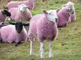 Pink Sheep Pink Sheep Animals Sheep