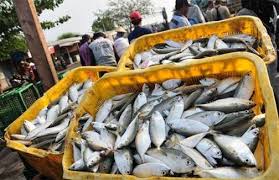 Ikan kakap putih bertelur setelah bulan purnama dan bulan baru. Terang Bulan Ikan Mahal