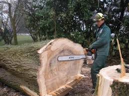 Die beste saison zum bäume fällen sind spätherbst und früher winter, also später oktober bis anfang februar. Baumfallung Galabau Mahler Baum Fallen