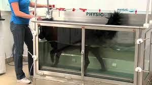 unterwasserlaufband fur hunde physio tech underwater treadmill for dogs hunde unterwasser