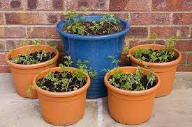 When to plant carrots in pots. How To Grow Carrots In Containers Gardener S Path