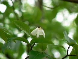 Image result for Gardenia resinifera