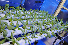 Complete guide how to grow water spinach in container for urban beginner gardeners | manila london its easy to grow and it's. Growing Hydroponic Spinach Grozinegrozine