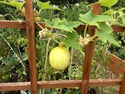 Lemon Cucumber Planting How To Grow A Lemon Cucumber Cucumber Plant Lemon Plant Lemon Cucumber