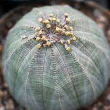 Image result for Euphorbia eylesii