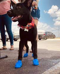 You love your pets just like we do, so our business is making your pet look their very best. Low Cost Pet Vaccinations Pet Vaccines San Antonio Tx Penny Paws