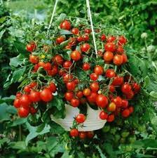 Alternaria stem cancer and stemphylium. Rainbow Carrot Mix Seven Fancy Heirlooms 350 Seeds Spring Etsy In 2021 Growing Organic Tomatoes Tips For Growing Tomatoes Growing Tomatoes In Containers