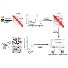 hottip lncrna promotes hematopoietic stem cell self renewal