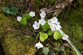 Wild Spring Flowers Free Stock Photos Rgbstock Free Stock Images Micromoth April 13 2015 2