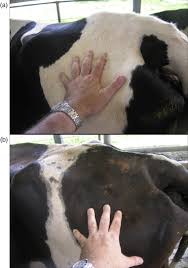 Brahman Cattle An Overview Sciencedirect Topics