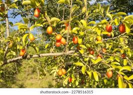 Image result for Ximenia afra