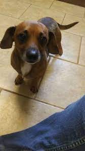 Dachshund Dog For Adoption In Jasper Georgia Chucky In Jasper Georgia Dog Adoption Dachshund Rescue Dogs For Adoption