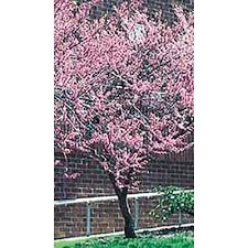 Weeping trees, and dwarf weeping trees, grafted and naturally pendulus forms of trees such as weeping cherry trees, weeping willow trees, dwarf and weeping roses, japanese maples and mulberry trees. 3 25 Gallon Pink Redbud Flowering Tree In Pot L11838 In The Trees Department At Lowes Com