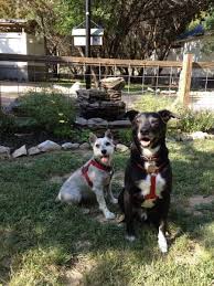 Hill country premier lodging provides a wide variety of vacation rental properties. Pet Friendly Cabins In Texas Hill Country Cypress Creek Cottages