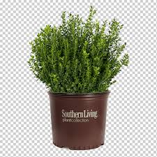 Buxus Microphylla Shrub Hedge Garden Plants Boxwood Shrubs Grass Plants Garden Png Klipartz Hedge lawn artificial turf rectangle, green grass png. buxus microphylla shrub hedge garden