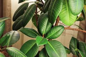 Image result for Ficus elastica