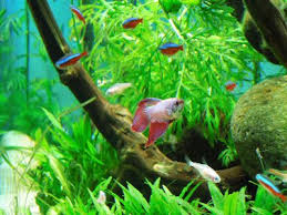 Betta Fish Care The Community Tank Myth Betta Fish Tank Betta Fish Care Betta Fish Tank Mates