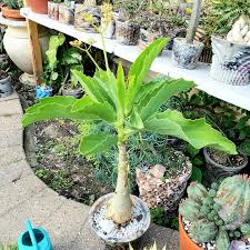 Image result for Cyphostemma