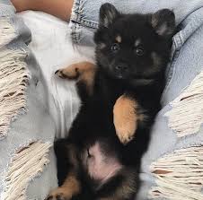 Maltese x pomeranian (maltipom puppies for sale sydney) microchipped & vaccinated wormed & flea treated free vet. Pomeranian Maltese Husky Online Shopping