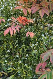 Image result for Viscum