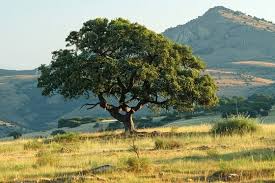 Image result for Salvadora australis