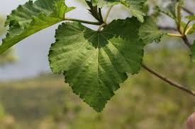 Image result for Dombeya acutangula