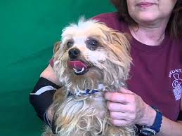 Look at pictures of norwich terrier puppies who need a home. A4867153 Taz Yorkie Norwich Terrier Mix Youtube