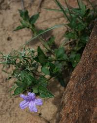 Image result for Ruellia cordata