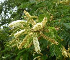 Image result for Acacia ataxacantha