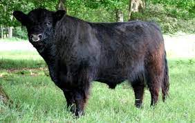 Media in category galloway cattle the following 92 files are in this category, out of 92 total. Galloway Fleischrinder Zuchtverband Schleswig Holstein Hh
