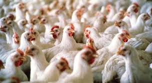 Adalja says that bird flu symptoms are usually the same as the regular flu. China Reports First Human Case Of H10n3 Bird Flu United For Profit