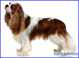 Cavalier King Charles Spaniel Ozellikleri Cavalier King Charles Bakimi Ve Cavalier King Charles Charles Spaniel King Charles