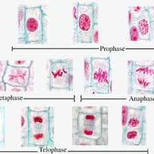 These phases are visible under the microscope in the rapidly growing cells found in an onion root tip. Omnia Mitosis