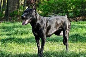 14 Canis Panther Ideas In 2021 Canis Dog Breeds American Staffordshire Bull Terrier