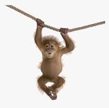 Minimalist logo design on transparent background png. Mq Hanging Brown Monkey Transparent Background Monkey Png Png Download Kindpng
