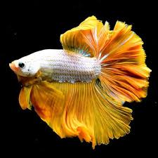 Live Betta Fish 034 Yellow Dragon Ohm 034 Fb22 Male Premium Rare Find Betta Fish Betta Fish