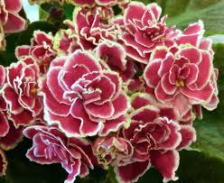 Maybe you would like to learn more about one of these? African Violet Association Of Australia Posts Facebook