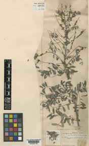 Image result for Indigofera ischnoclada