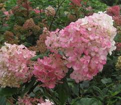 Image result for hydrangea paniculata vanille fraise