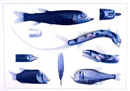 A place to battle using image manipulation software, play photoshop tennis, create new images from old photos, or even win reddit gold. How Do Deep Sea Creatures See In The Deep Ocean Syrup