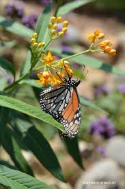In The Garden Monarchs Milkweed Ladybugs And Aphids Garden Monarch Butterfly