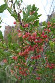 Image result for Gymnosporia tenuispina