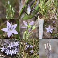 Image result for Swertia