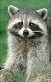 Cute Pictures Of Racoons Google Search Cute Funny Animals Animals Cute Pictures