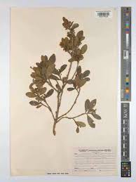 Image result for Erythroxylum emarginatum