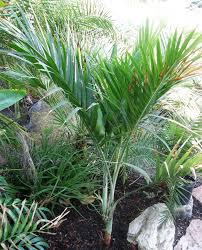 Image result for Chamaedorea radicalis