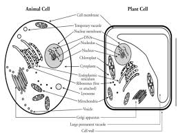 Maybe you would like to learn more about one of these? When Comparing Plant And Animal Cells Which Statement Is Least Accurate Plant Cells Have A Cell Brainly Com